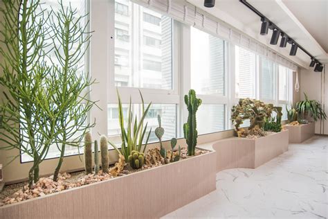 出門見牆壁如何化解 適合辦公室植物